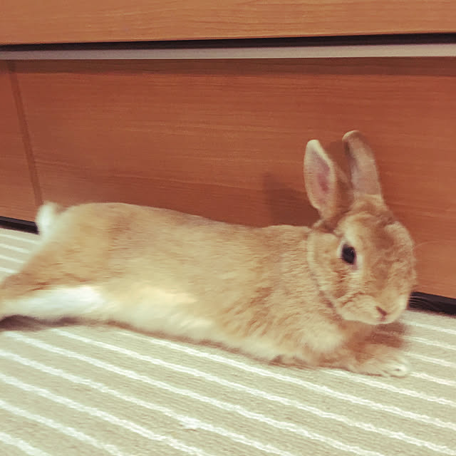 mimichankさんの実例写真