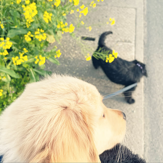 marinkoさんの実例写真