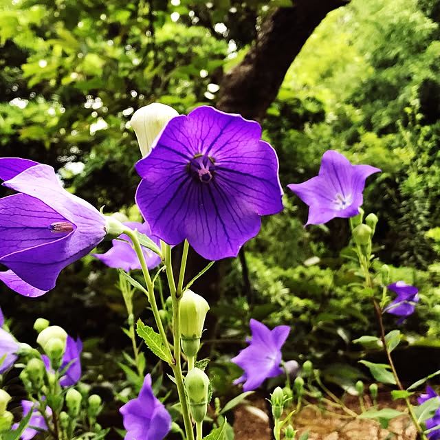 askarubyさんの実例写真