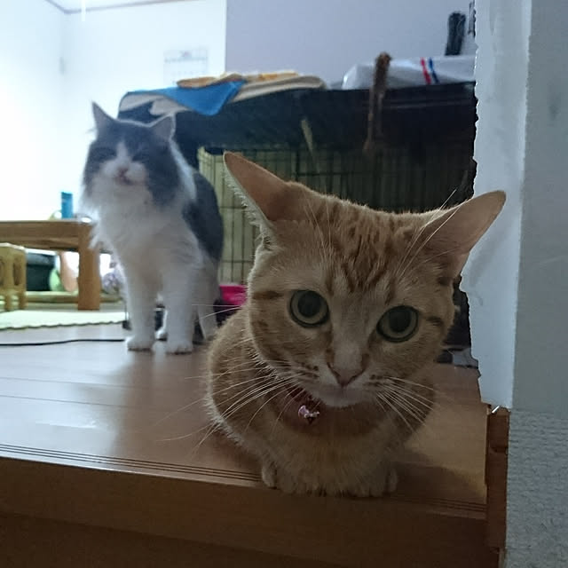 shinobuさんの実例写真