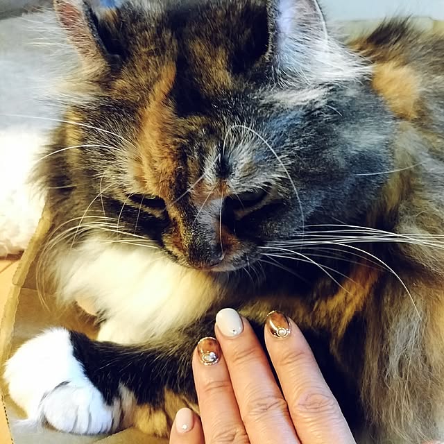 6catsさんの実例写真