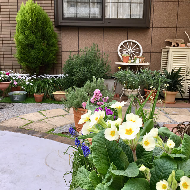 puriyuzuさんの実例写真