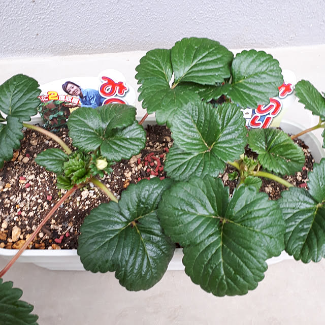 pumpkin11さんの実例写真