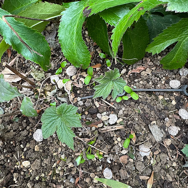 mamizaさんの部屋