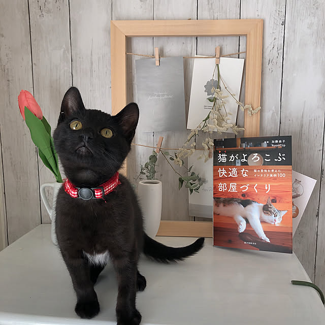 nekomiさんの実例写真