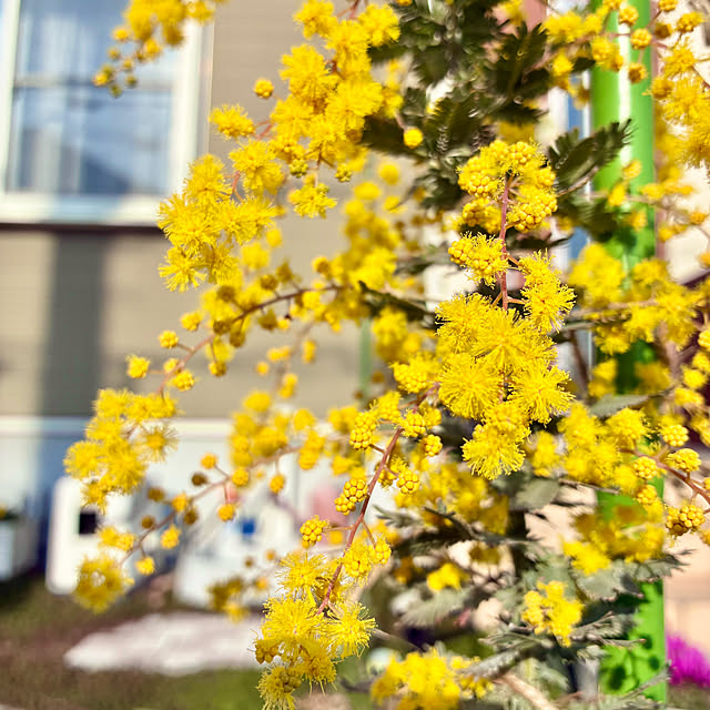 Junさんの実例写真