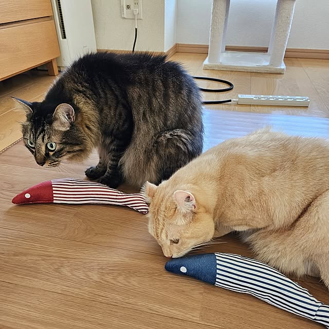 makoさんの実例写真