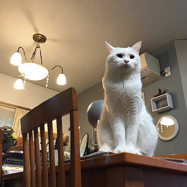 nyanko-beamさんの実例写真