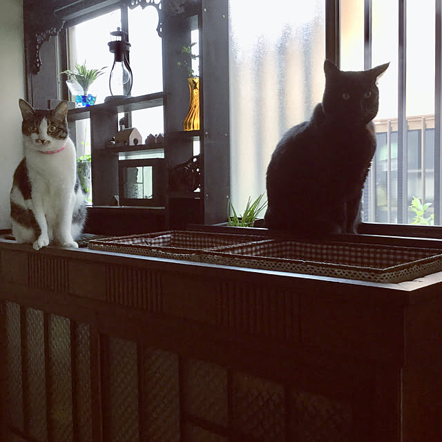 popoさんの実例写真