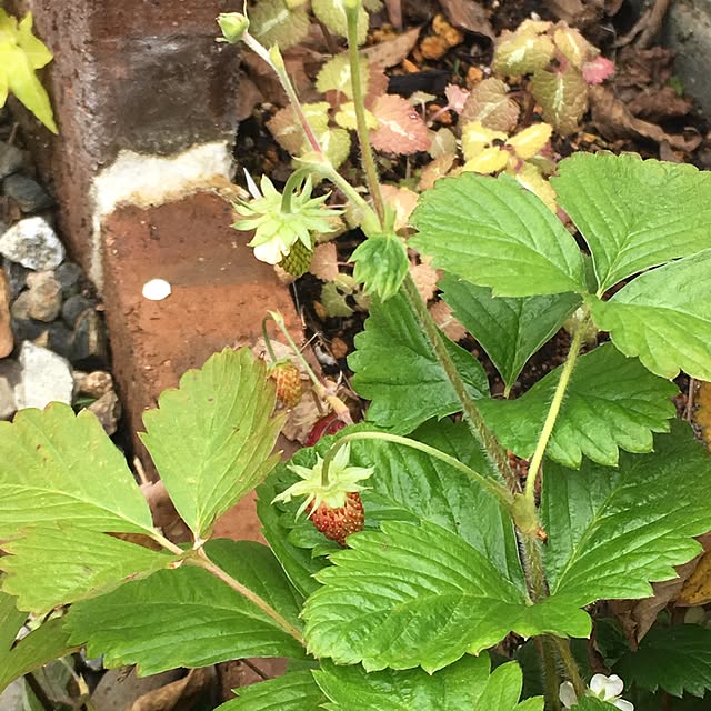 nomnom888さんの実例写真