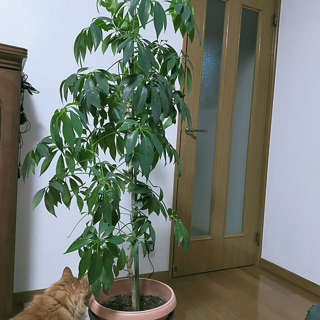 leon.cat172さんの実例写真