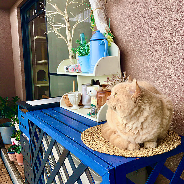 naokoさんの実例写真