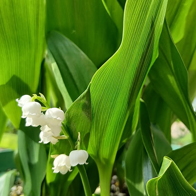 chidorinさんの実例写真