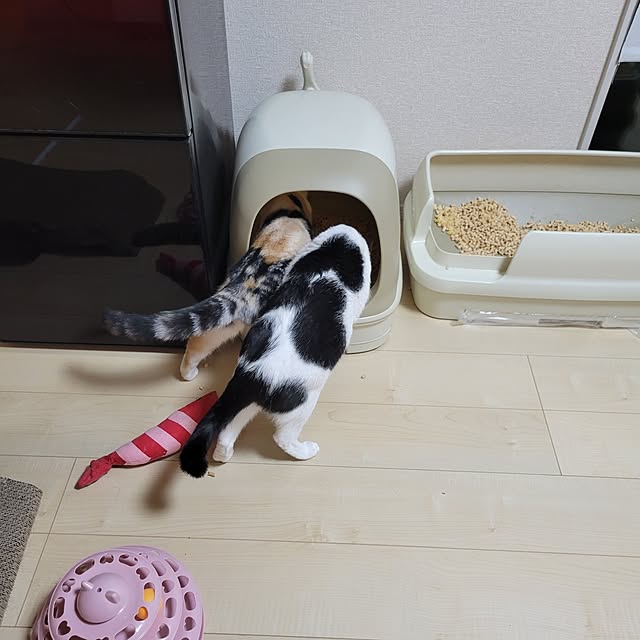 KimmieMouseさんの部屋