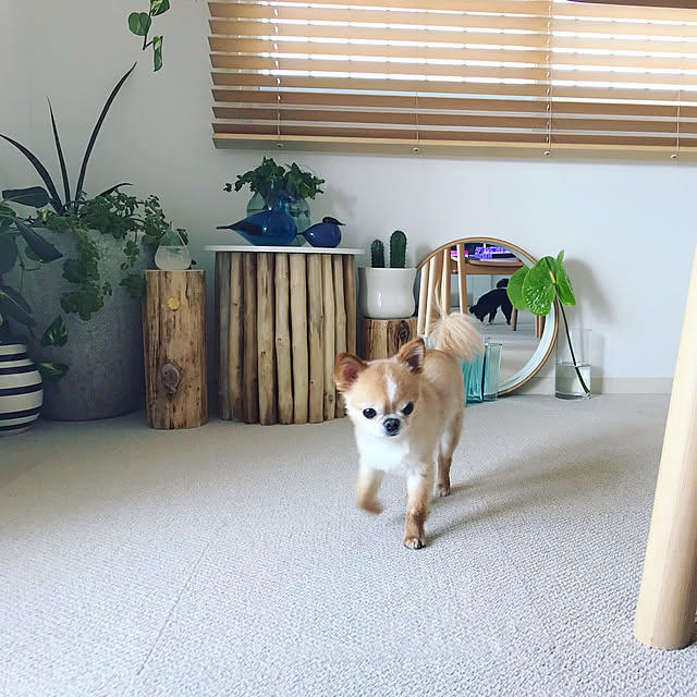 haruhinaさんの実例写真