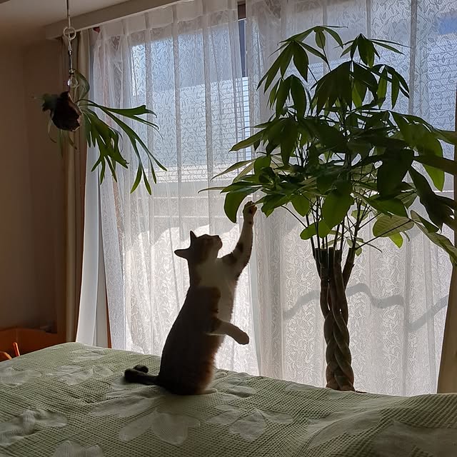 diopucciさんの実例写真