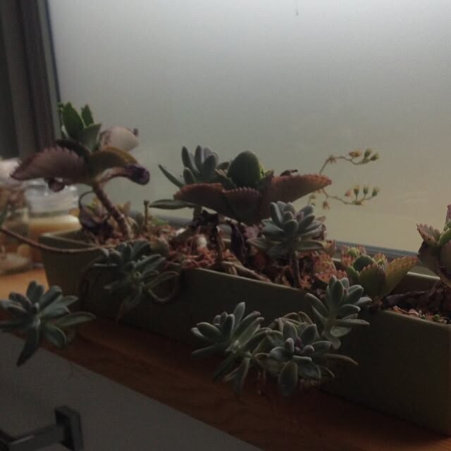 iburamuさんの実例写真