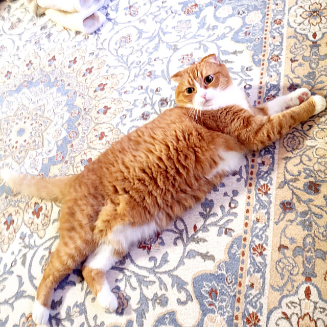 kumingさんの実例写真