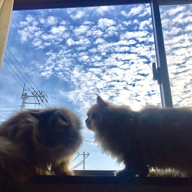 butachanさんの実例写真