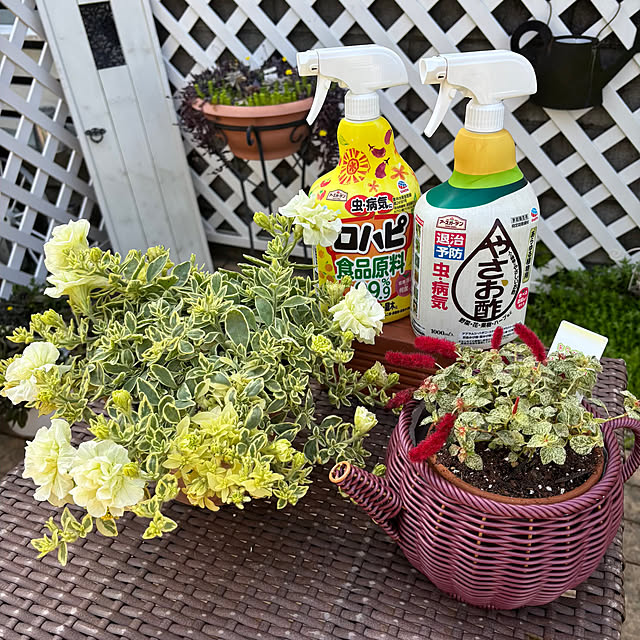 momocchiさんの実例写真