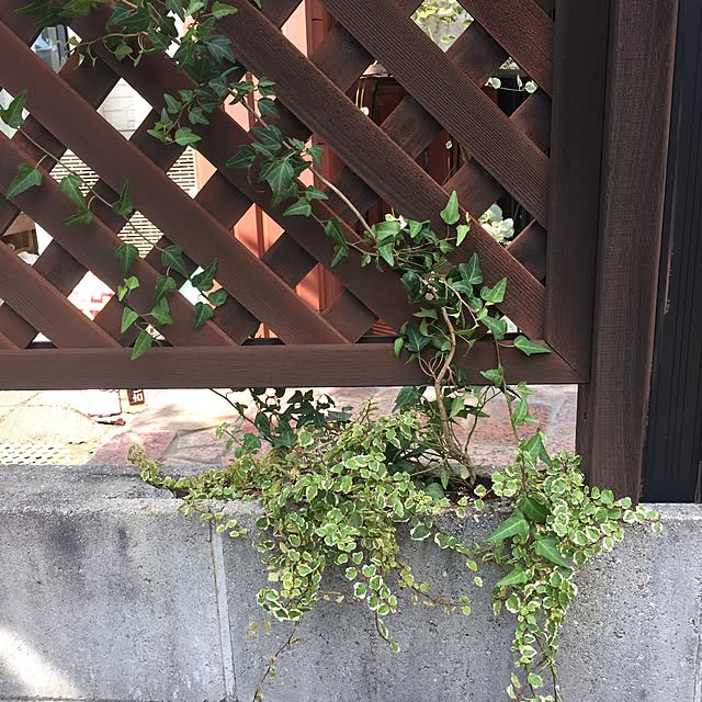 bibianさんの実例写真