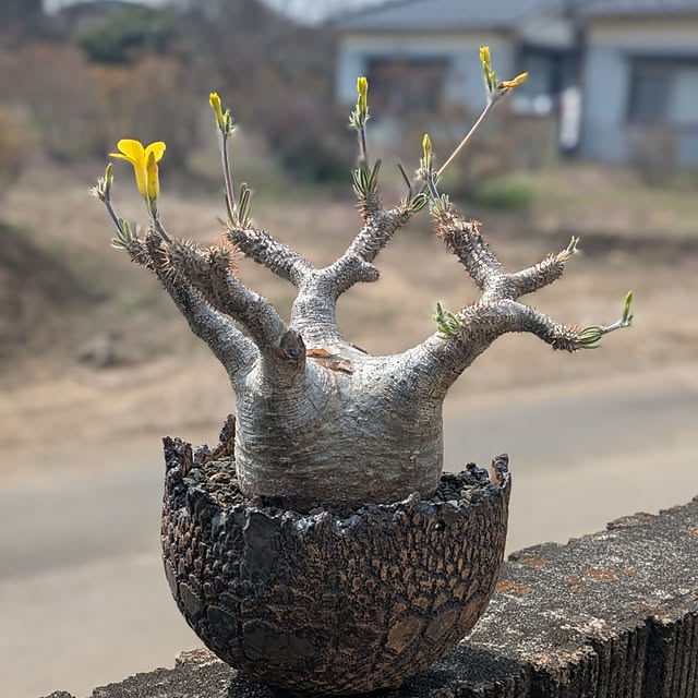 ot-gardenさんの実例写真