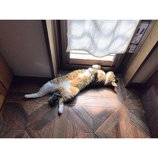vol.2549写真