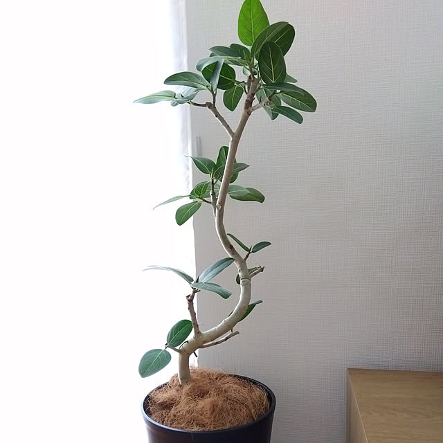 akoaさんの実例写真