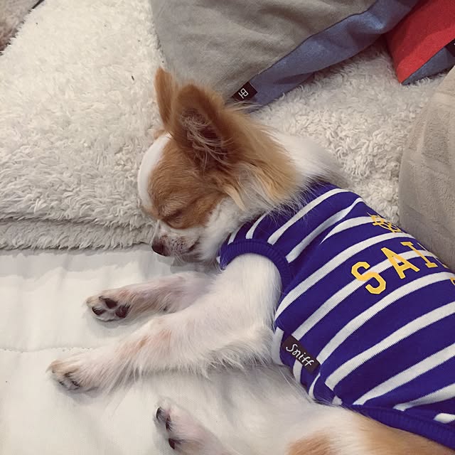 chikoさんの実例写真