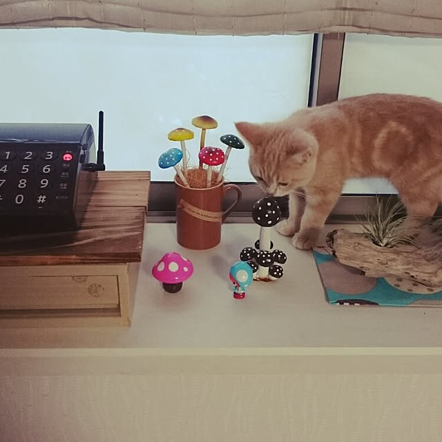 実例写真