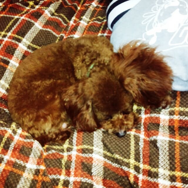cherryさんの実例写真