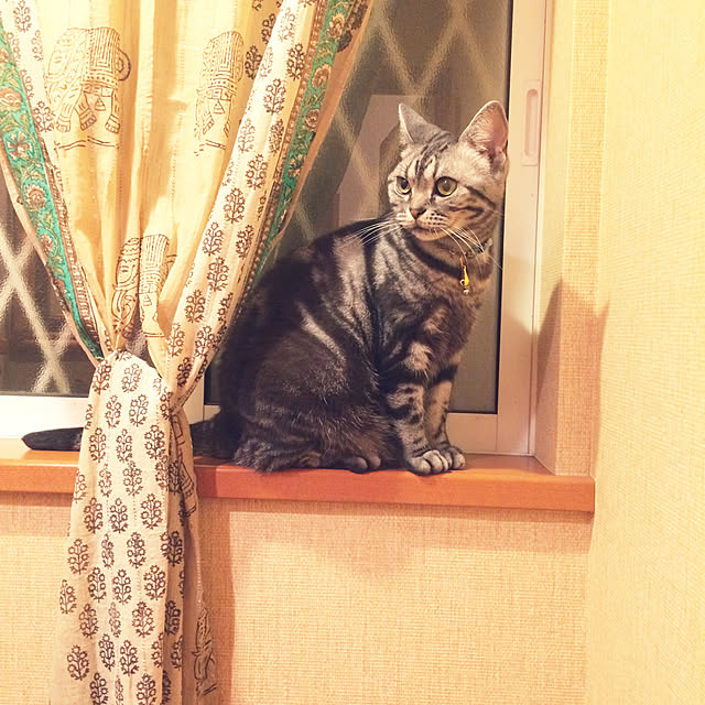 Yokoさんの実例写真