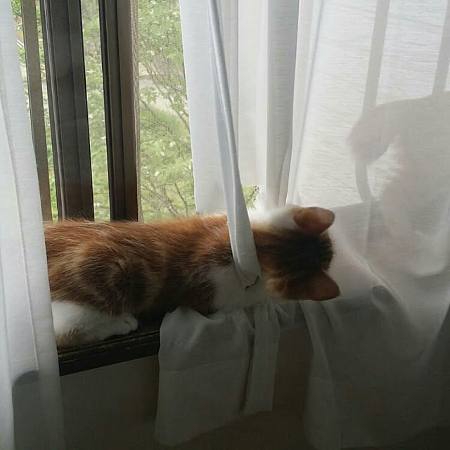 rapin8226さんの実例写真