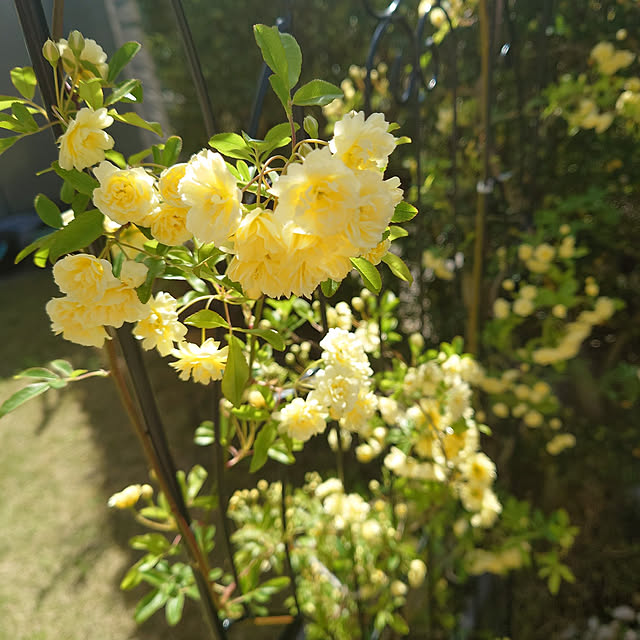 chisa.mioさんの実例写真