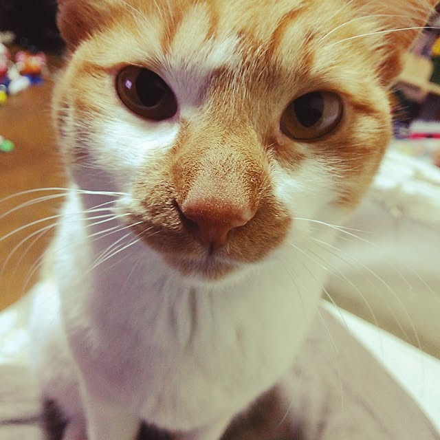 実例写真