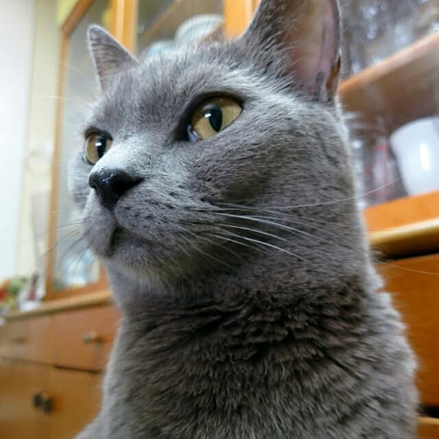 yzuさんの実例写真
