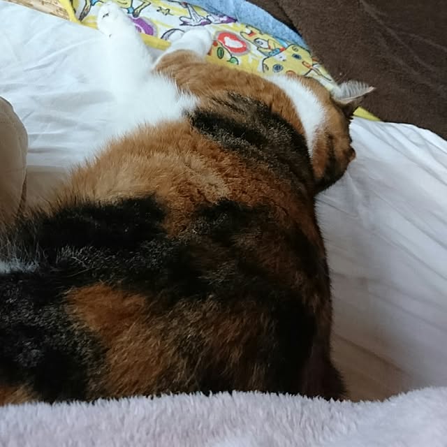 yukieさんの実例写真