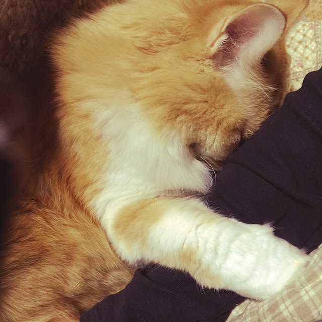aym0418さんの実例写真