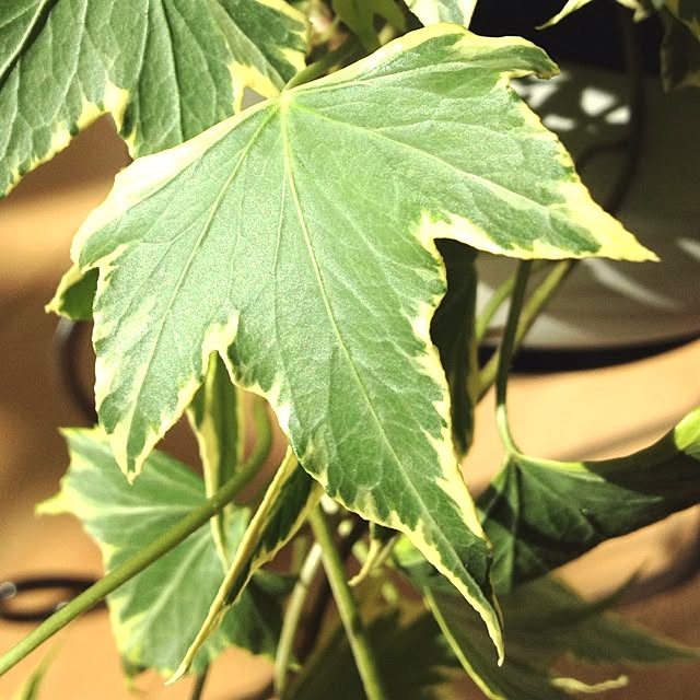 dicekbeetleさんの実例写真