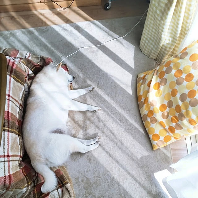yukinkoさんの実例写真