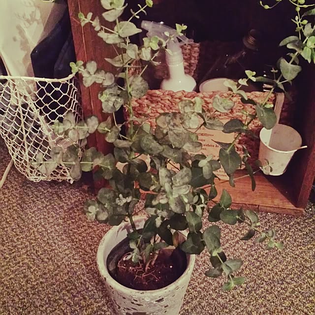minaさんの実例写真