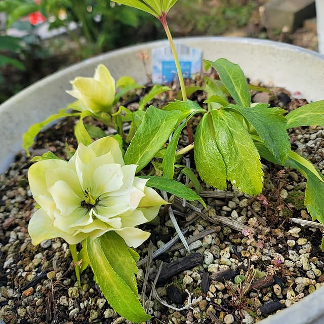 VIORAさんの部屋