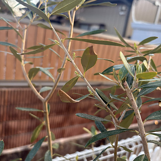 Haruさんの実例写真