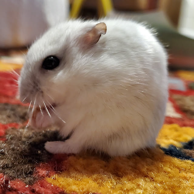 sanさんの実例写真