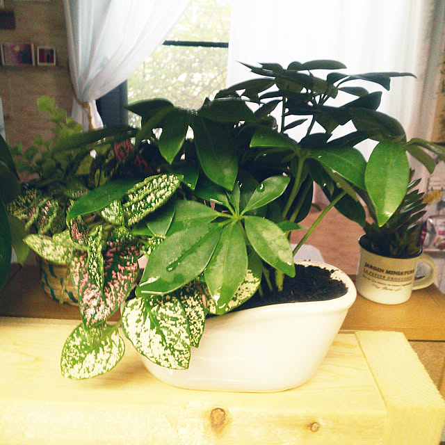 Tomopさんの実例写真