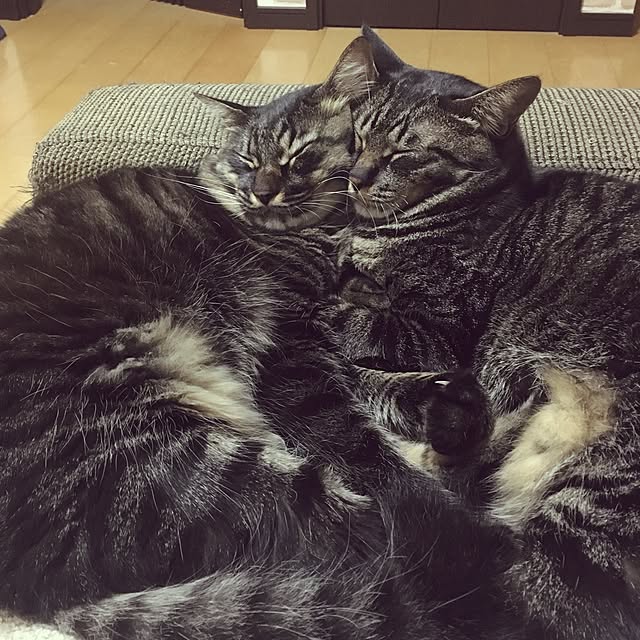miagolaさんの実例写真