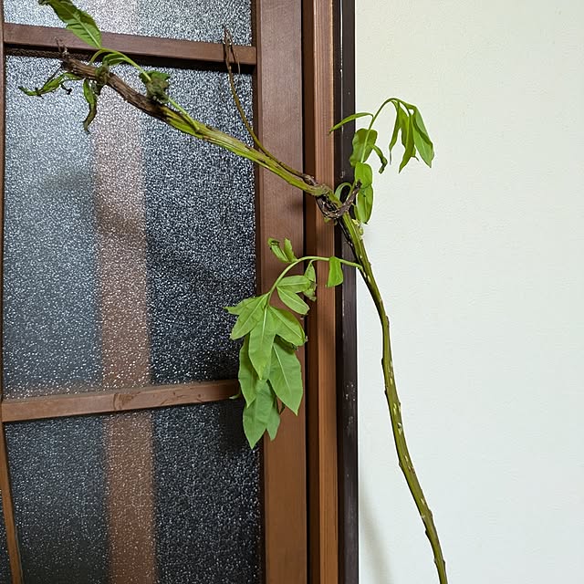 asaさんの実例写真