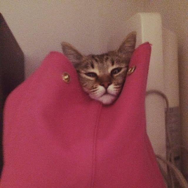 ayapiiiiceさんの実例写真
