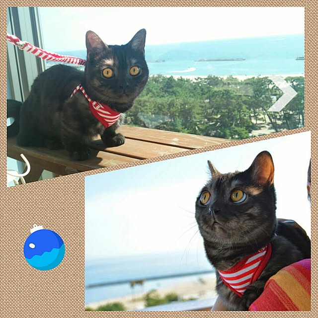tomatoさんの実例写真