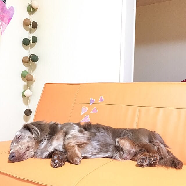 Aliceさんの実例写真